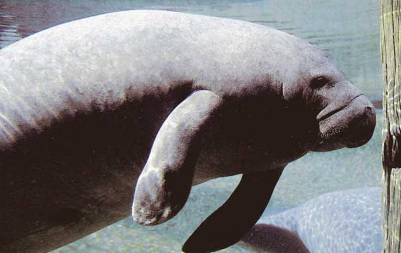 Трагічна історія морського гіганта: від відкриття до знищення пройшло всього 27 років